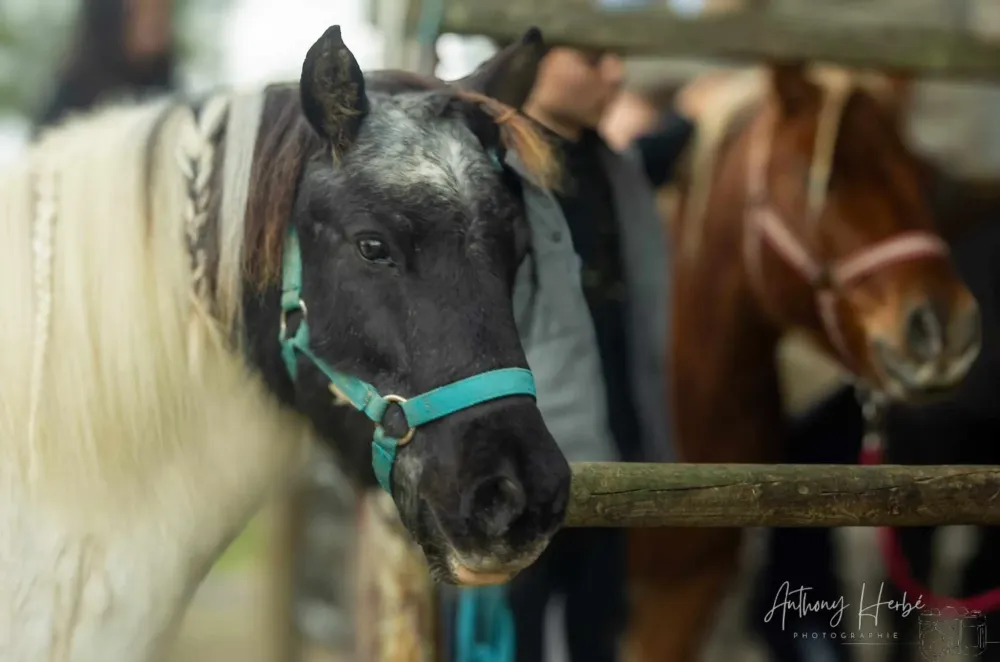 Préparation et équipement du cheval