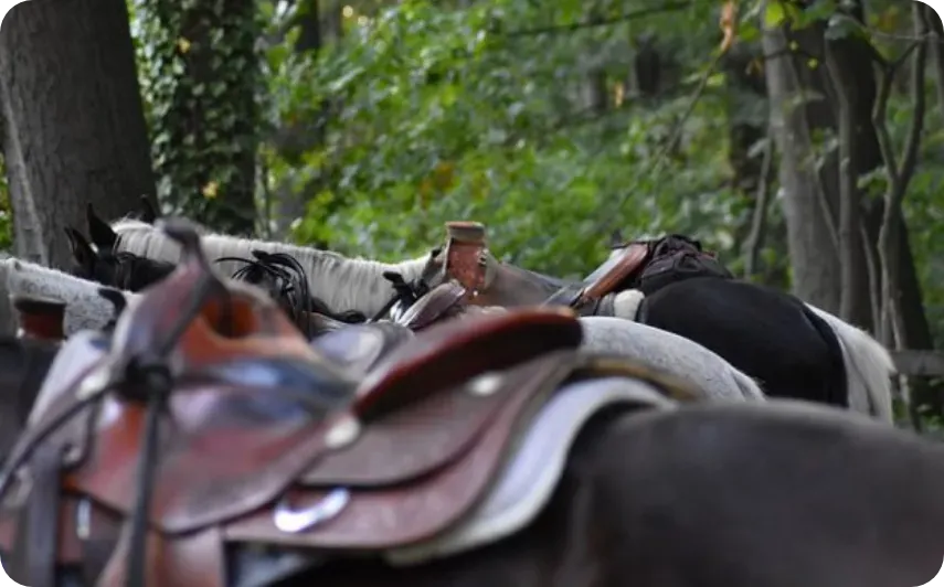 Préparation et équipement du cheval