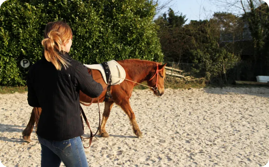 Travail à pied et à la longe